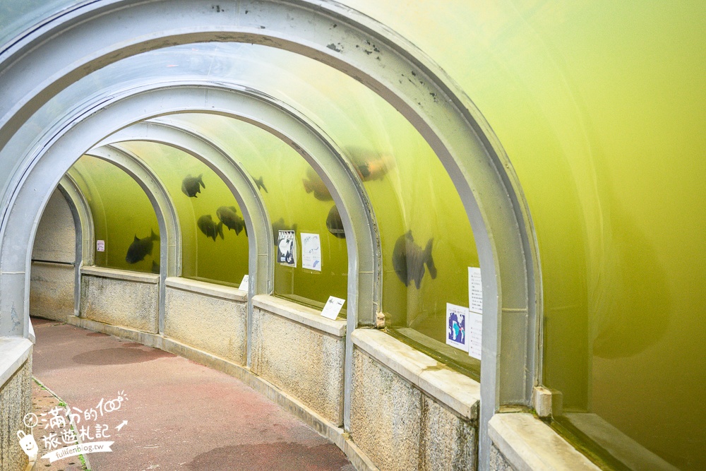 【沖繩名護自然動植物公園】沖繩必玩親子景點.搭小火車探索小亞馬遜河,與群鳥合影超震撼!