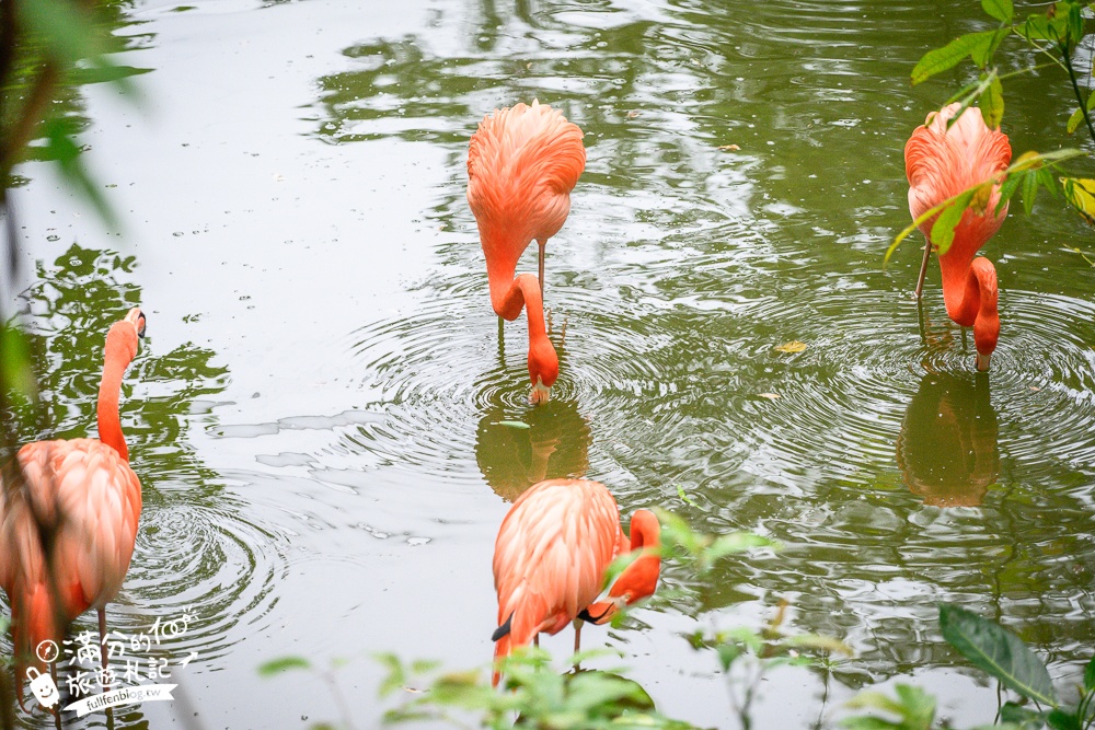 【沖繩名護自然動植物公園】沖繩必玩親子景點.搭小火車探索小亞馬遜河,與群鳥合影超震撼!