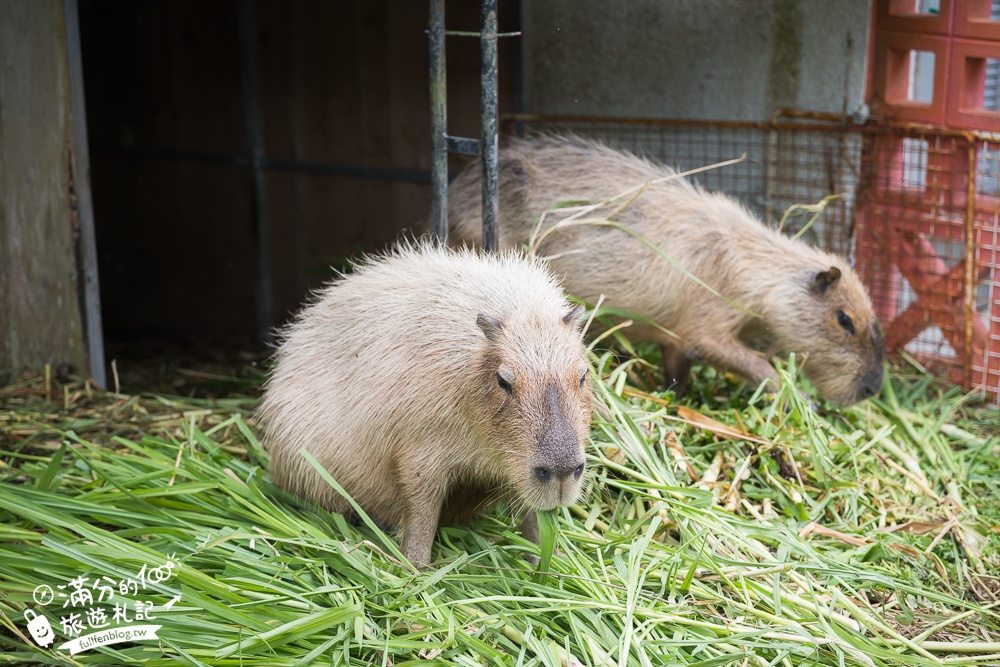 【沖繩名護自然動植物公園】沖繩必玩親子景點.搭小火車探索小亞馬遜河,與群鳥合影超震撼!