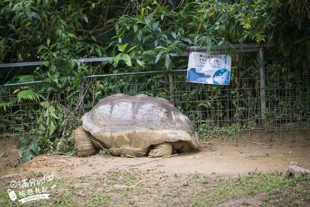 【沖繩名護自然動植物公園】沖繩必玩親子景點.搭小火車探索小亞馬遜河,與群鳥合影超震撼!