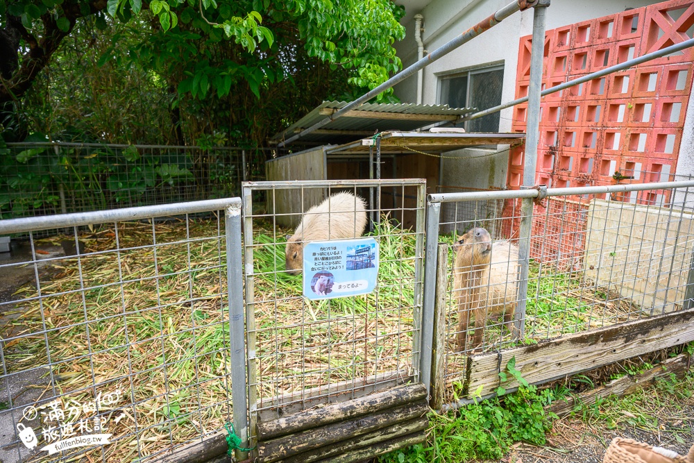 【沖繩名護自然動植物公園】沖繩必玩親子景點.搭小火車探索小亞馬遜河,與群鳥合影超震撼!