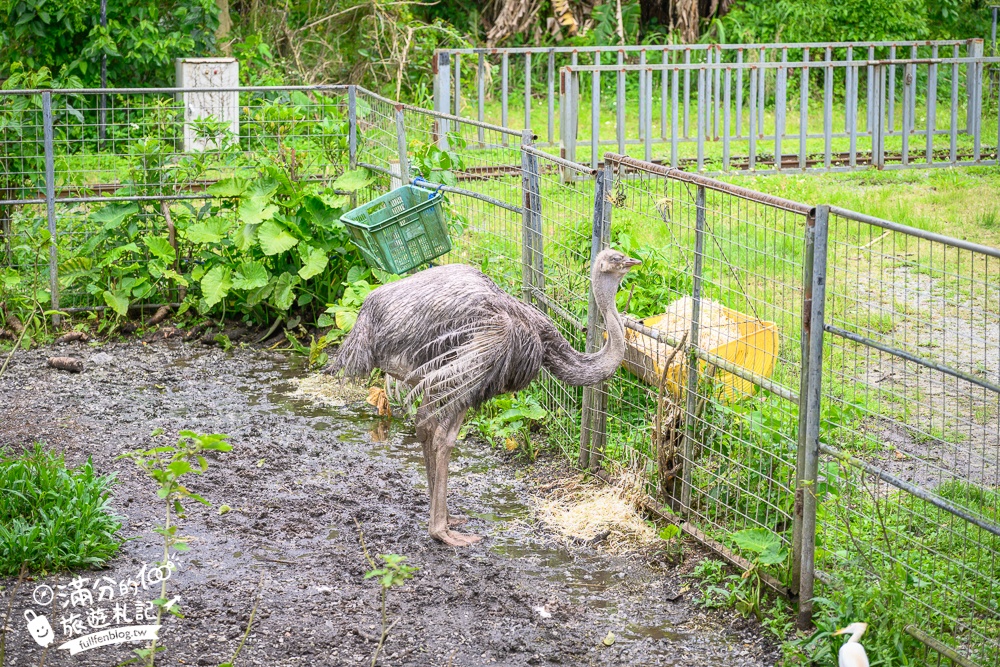 【沖繩名護自然動植物公園】沖繩必玩親子景點.搭小火車探索小亞馬遜河,與群鳥合影超震撼!