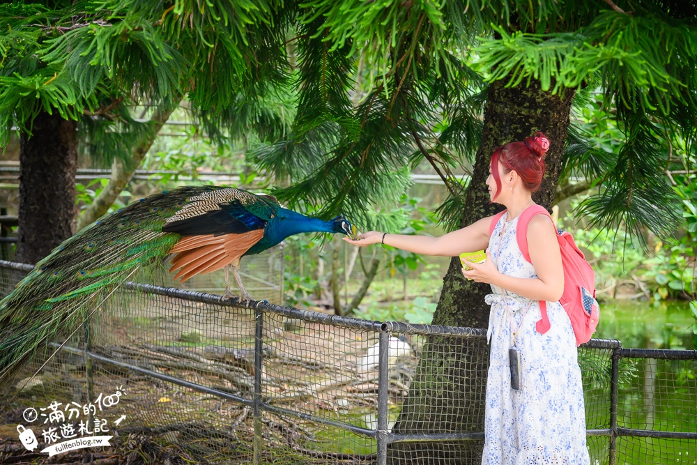 【沖繩名護自然動植物公園】沖繩必玩親子景點.搭小火車探索小亞馬遜河,與群鳥合影超震撼!