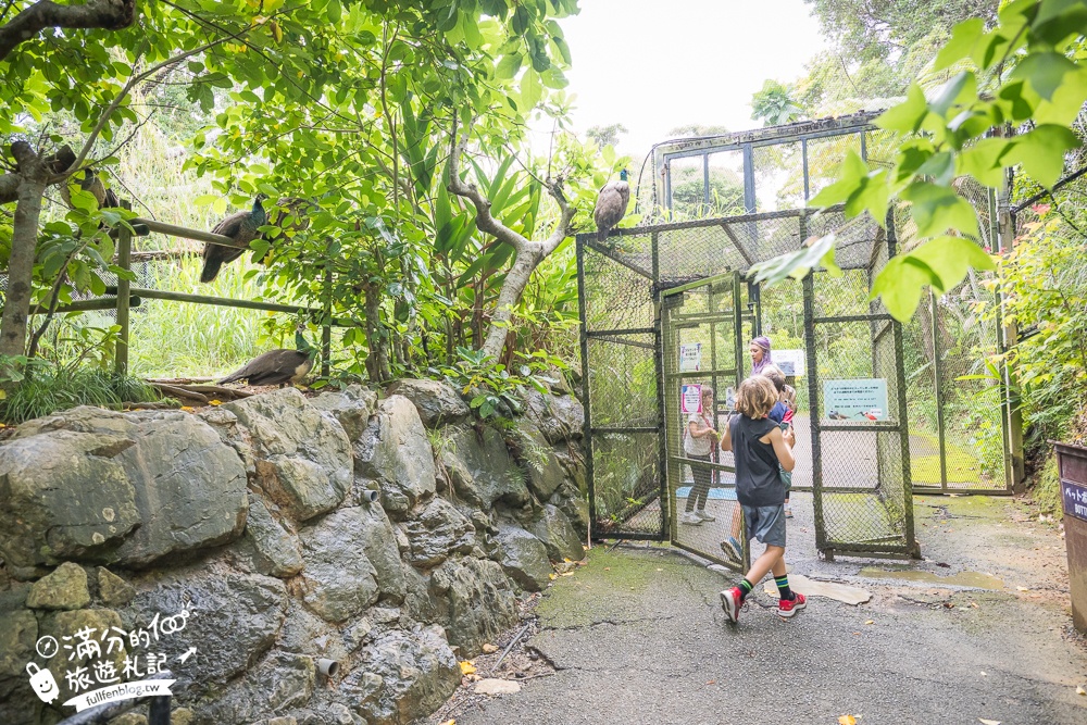 【沖繩名護自然動植物公園】沖繩必玩親子景點.搭小火車探索小亞馬遜河,與群鳥合影超震撼!