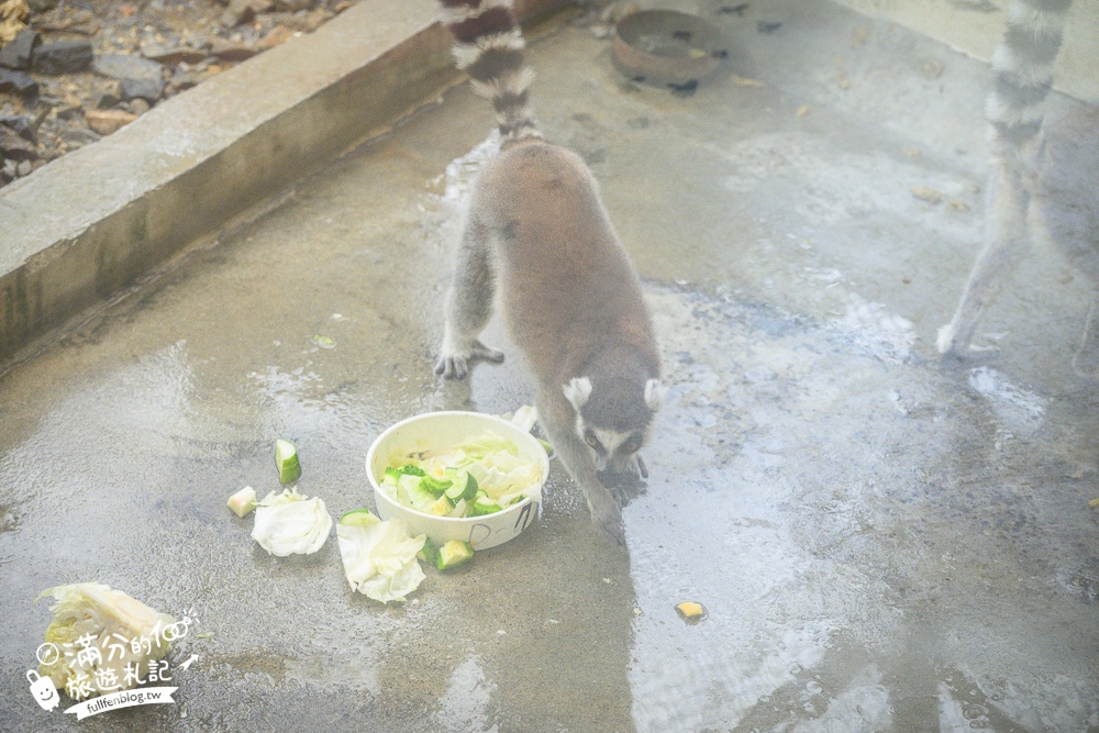 【沖繩名護自然動植物公園】沖繩必玩親子景點.搭小火車探索小亞馬遜河,與群鳥合影超震撼!