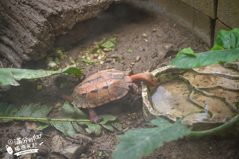 【沖繩名護自然動植物公園】沖繩必玩親子景點.搭小火車探索小亞馬遜河,與群鳥合影超震撼!