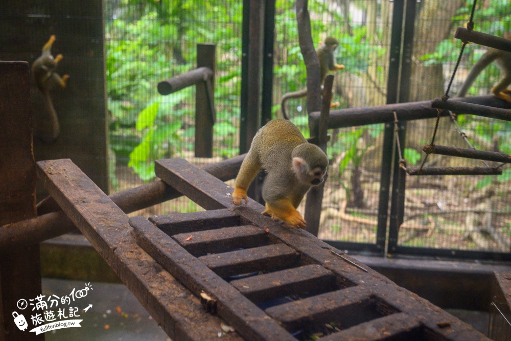 【沖繩名護自然動植物公園】沖繩必玩親子景點.搭小火車探索小亞馬遜河,與群鳥合影超震撼!