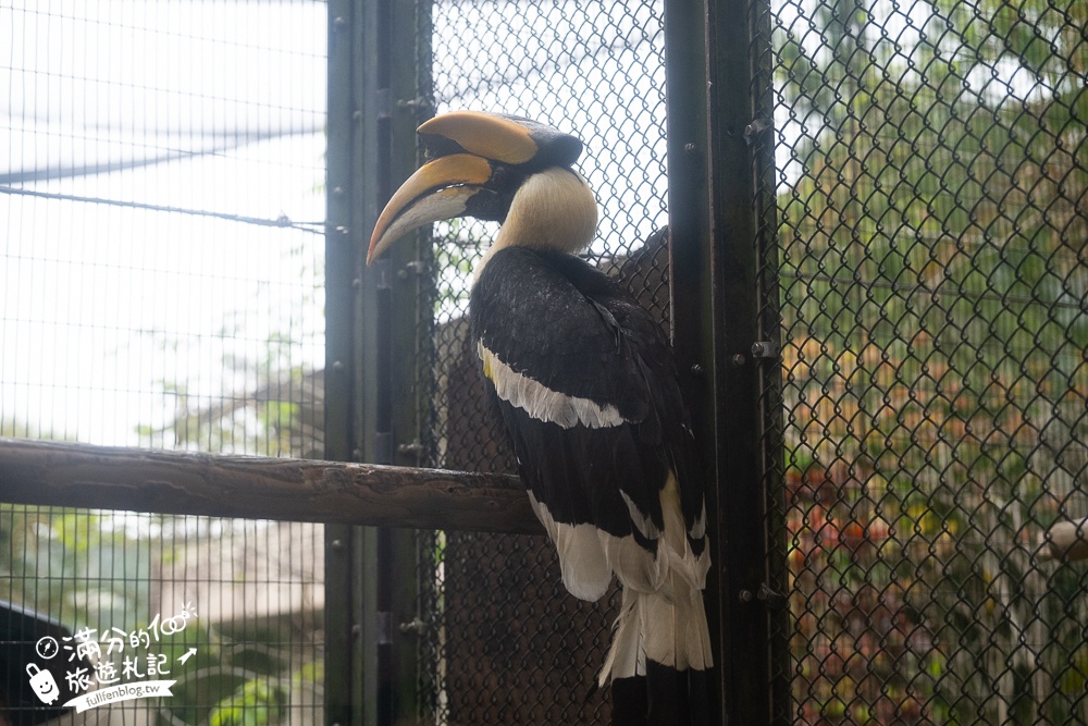 【沖繩名護自然動植物公園】沖繩必玩親子景點.搭小火車探索小亞馬遜河,與群鳥合影超震撼!