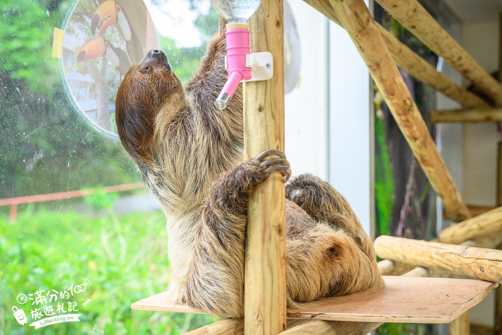 【沖繩名護自然動植物公園】沖繩必玩親子景點.搭小火車探索小亞馬遜河,與群鳥合影超震撼!