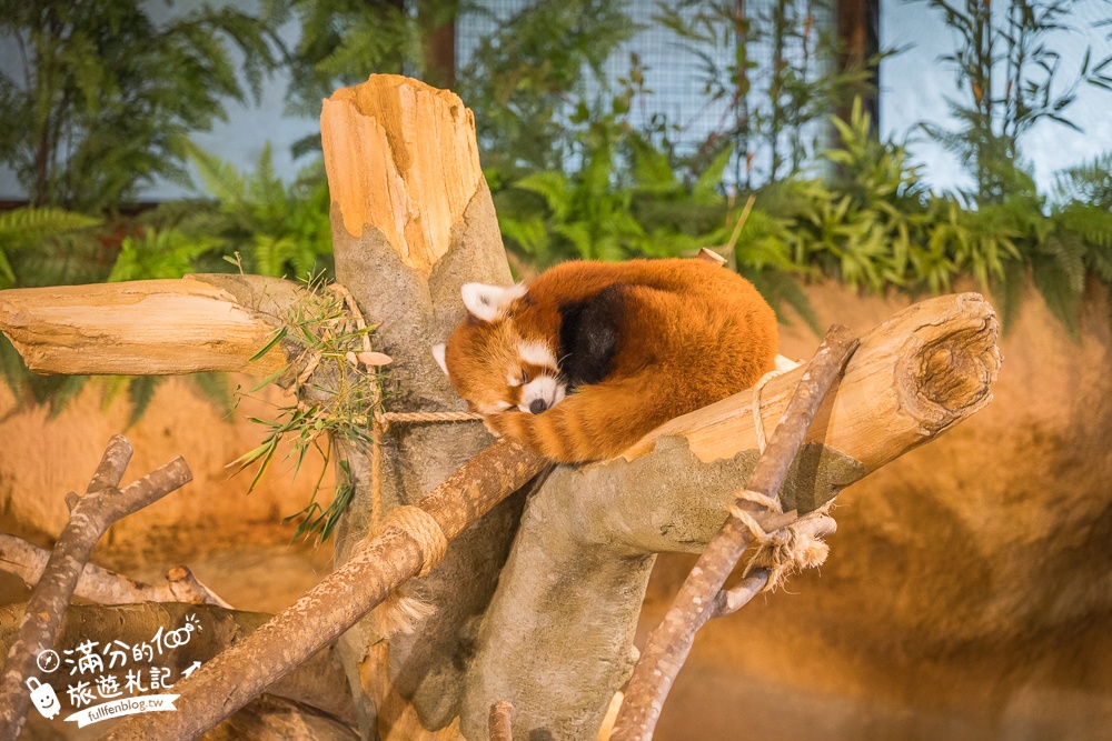 【沖繩名護自然動植物公園】沖繩必玩親子景點.搭小火車探索小亞馬遜河,與群鳥合影超震撼!