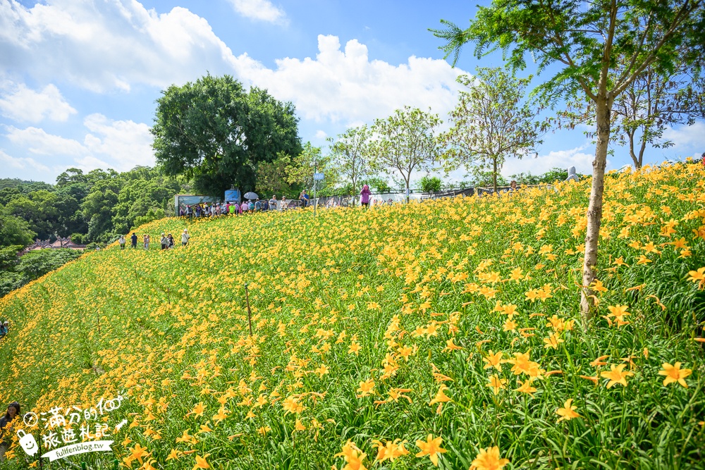 彰化花壇【2025虎山巖金針花海最新花況】彰化最耀眼金色花海.賞金針.拍美照.逛市集.拜觀音,走訪百年歷史古蹟!