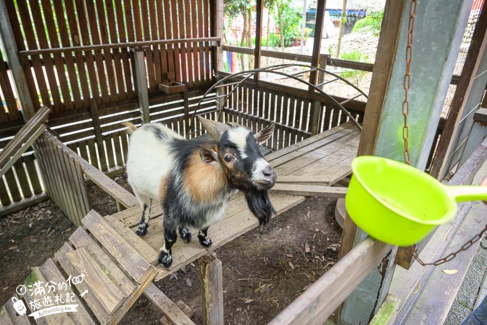 彰化【今夜星辰休閒農場】八卦山最浪漫的親子農場.近距離餵食羊駝.孔雀.狐朦和鸚鵡,還能搭小火車看高鐵!