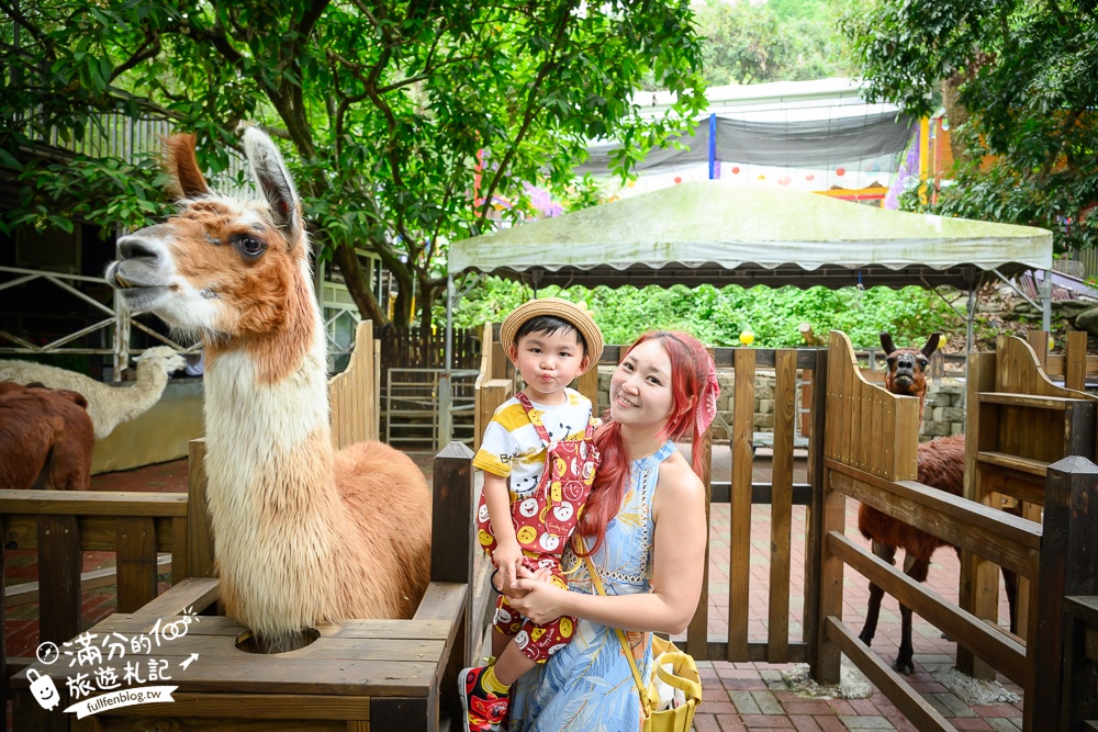 彰化【今夜星辰休閒農場】八卦山最浪漫的親子農場.近距離餵食羊駝.孔雀.狐朦和鸚鵡,還能搭小火車看高鐵!