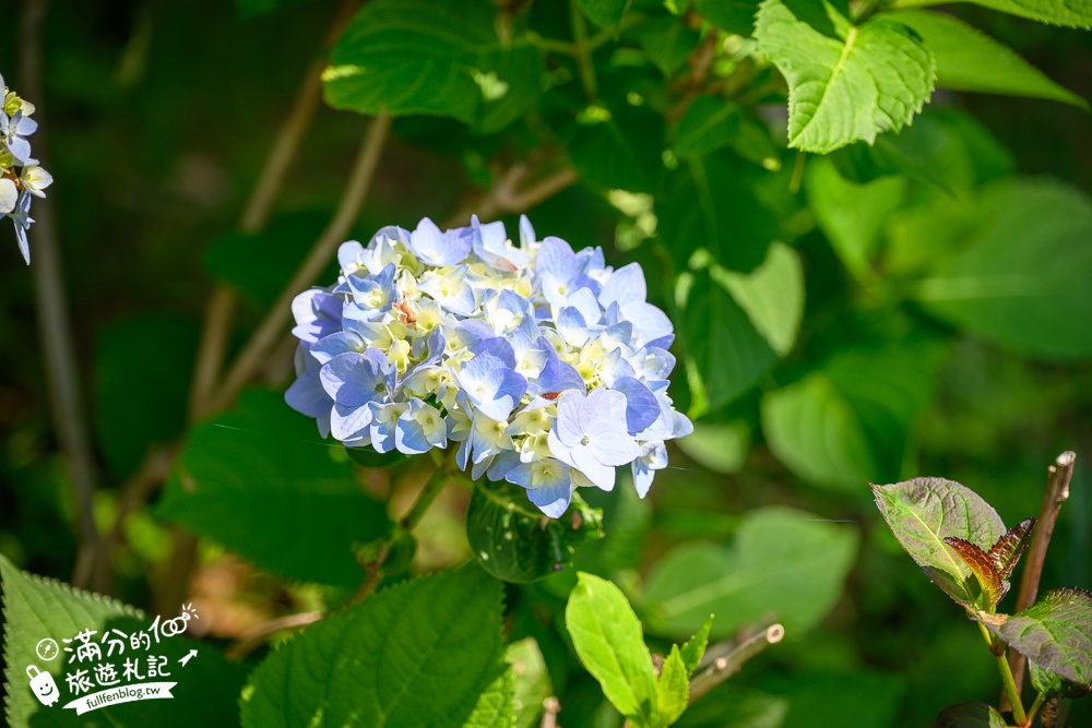 【雪霸休閒農場玩樂攻略】看雲海.賞日出.觀星空.逛花園.一泊三食住森林小木屋超享受!