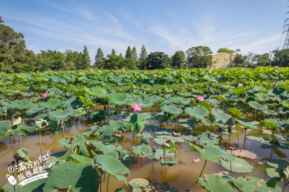 【2026桃園蓮花季】最新活動資訊.TOP5必拍蓮花地景藝術&蓮花彩繪＆蓮花池,漫步夢幻蓮花田間超療癒!