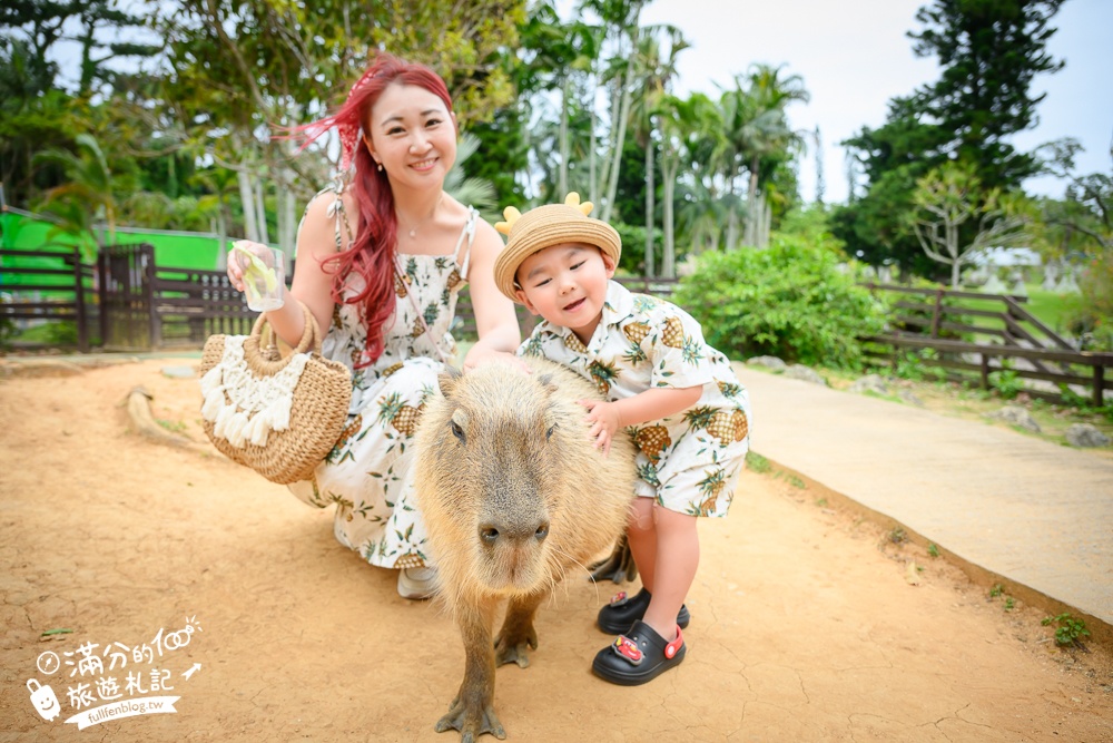 沖繩【東南植物樂園】日本第一椰樹街超震撼.遊園車體驗.餵水豚象龜和兔子趣味十足,被森林包圍的沖繩秘境!