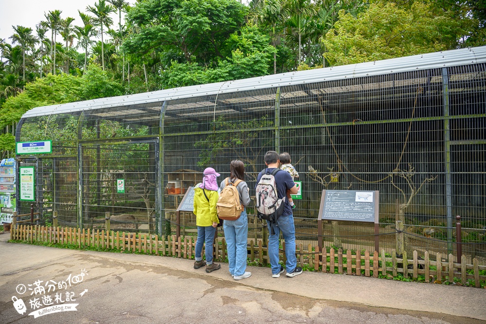 沖繩【東南植物樂園】日本第一椰樹街超震撼.遊園車體驗.餵水豚象龜和兔子趣味十足,被森林包圍的沖繩秘境!