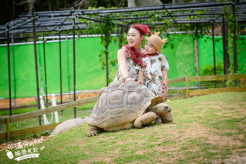 沖繩【東南植物樂園】日本第一椰樹街超震撼.遊園車體驗.餵水豚象龜和兔子趣味十足,被森林包圍的沖繩秘境!