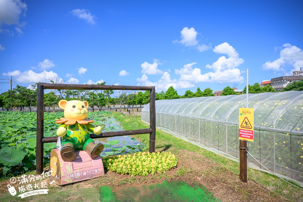 【2025桃園蓮花季】最新活動資訊.TOP5必拍蓮花地景藝術,夢幻蓮花田超震撼!