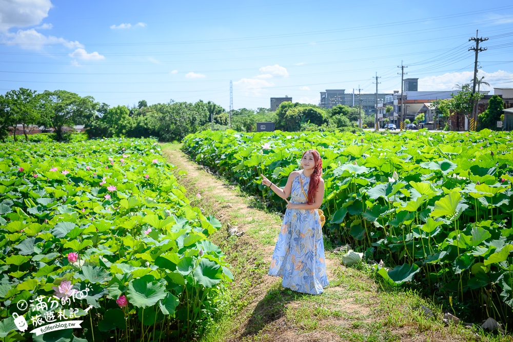 【2025桃園蓮花季】最新活動資訊.TOP5必拍蓮花地景藝術,夢幻蓮花田超震撼!