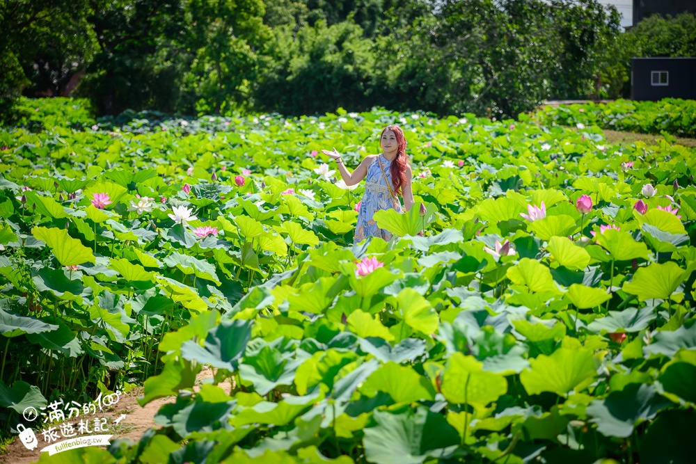 【2025桃園蓮花季】最新活動資訊.TOP5必拍蓮花地景藝術,夢幻蓮花田超震撼!