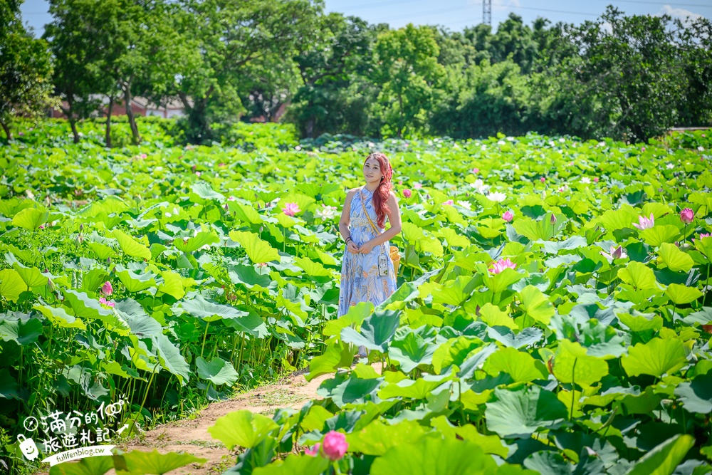【2025桃園蓮花季】最新活動資訊.TOP5必拍蓮花地景藝術,夢幻蓮花田超震撼!