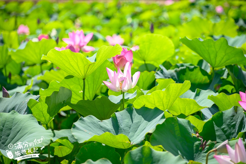 【2025桃園蓮花季】最新活動資訊.TOP5必拍蓮花地景藝術,夢幻蓮花田超震撼!