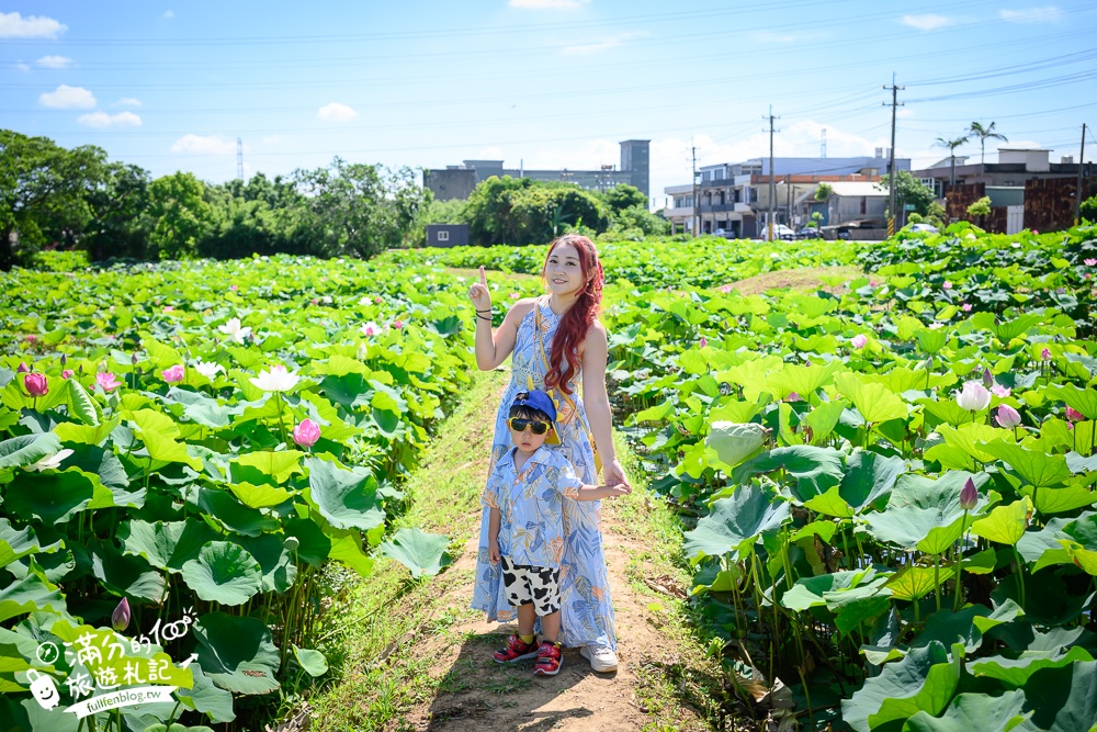 【2025桃園蓮花季】最新活動資訊.TOP5必拍蓮花地景藝術,夢幻蓮花田超震撼!