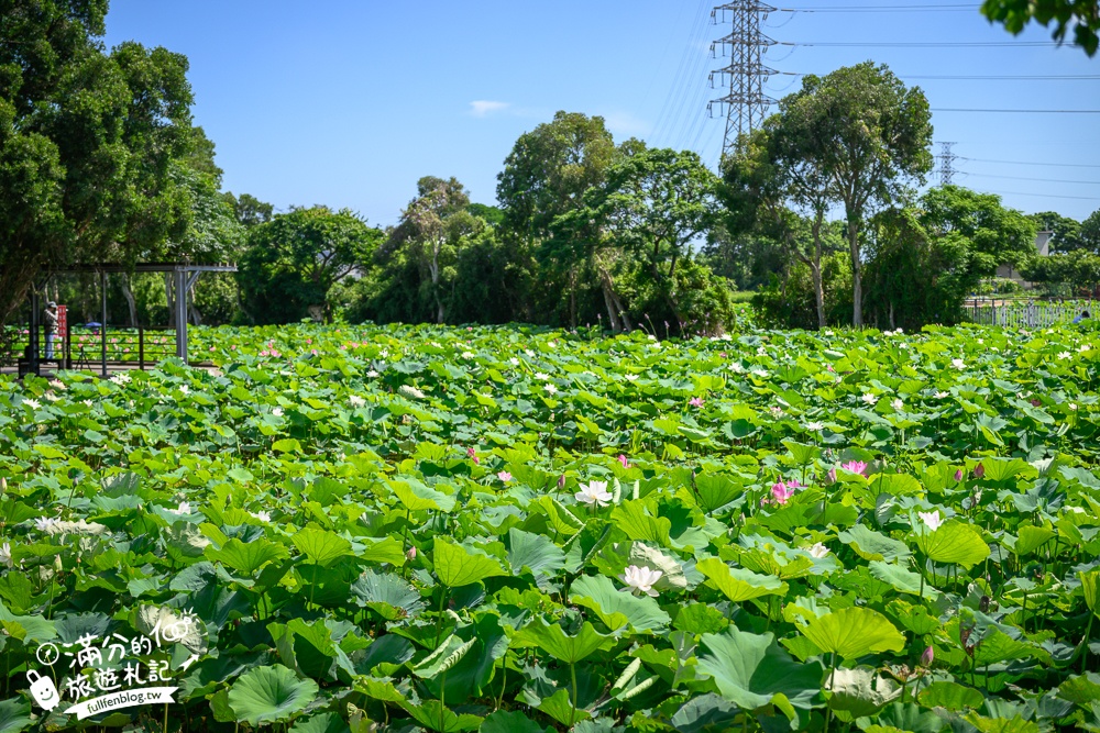 【2025桃園蓮花季】最新活動資訊.TOP5必拍蓮花地景藝術,夢幻蓮花田超震撼!