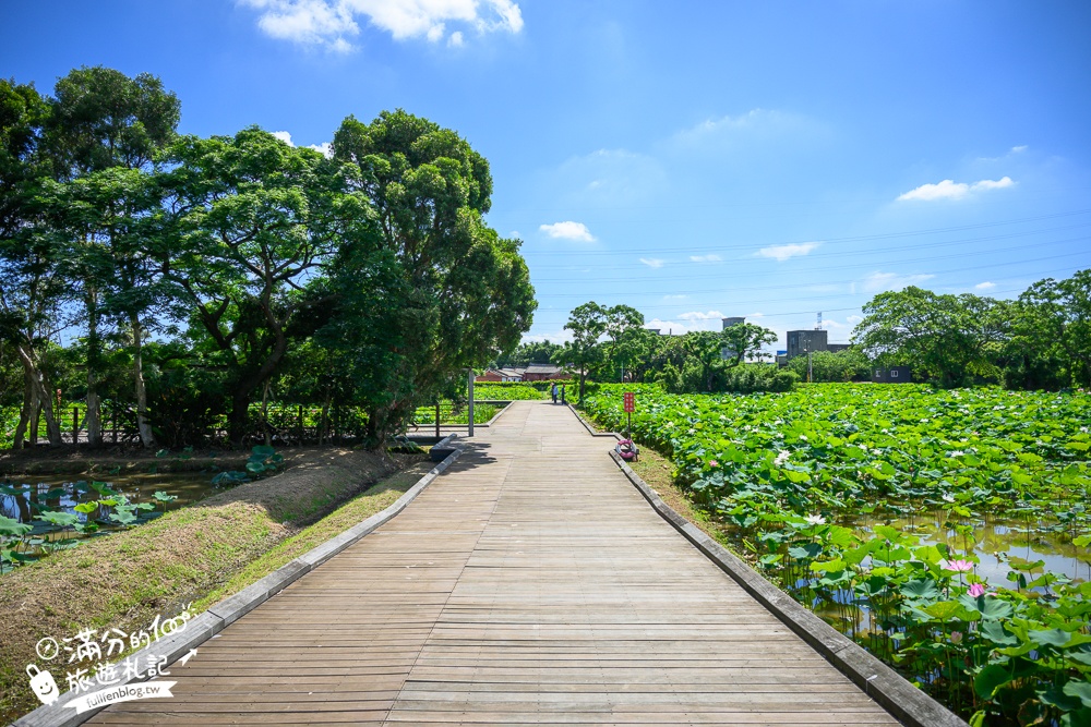【2025桃園蓮花季】最新活動資訊.TOP5必拍蓮花地景藝術,夢幻蓮花田超震撼!