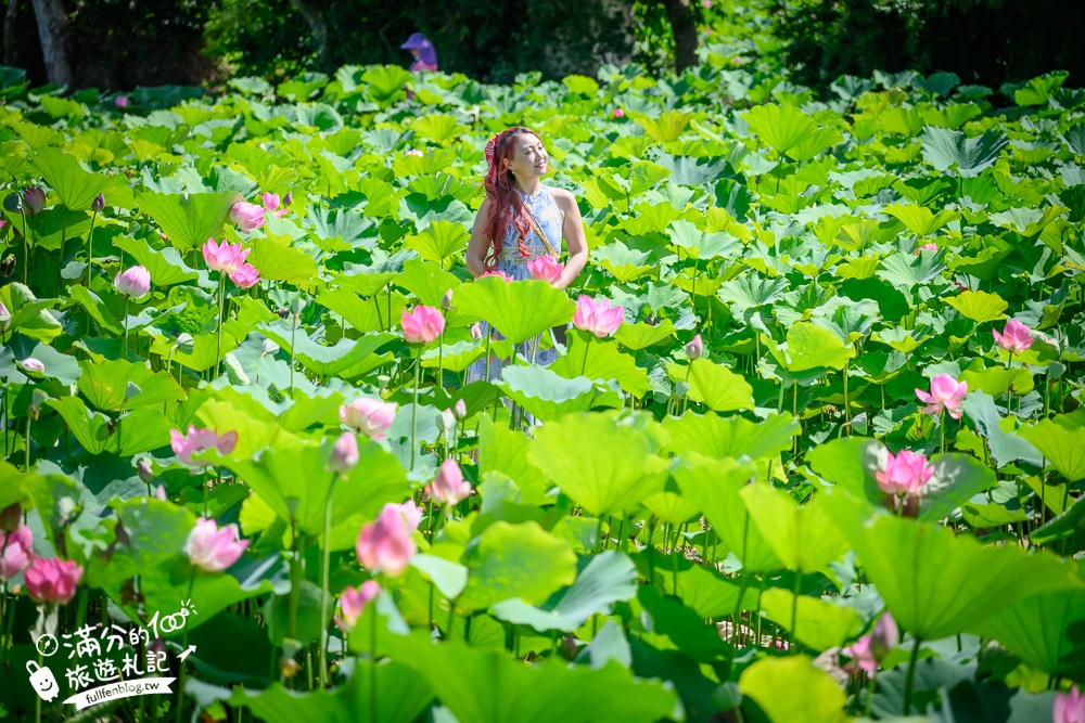 【2025桃園蓮花季】最新活動資訊.TOP5必拍蓮花地景藝術,夢幻蓮花田超震撼!