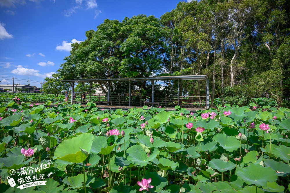 【2026桃園蓮花季】最新活動資訊.TOP5必拍蓮花地景藝術&蓮花彩繪＆蓮花池,漫步夢幻蓮花田間超療癒!