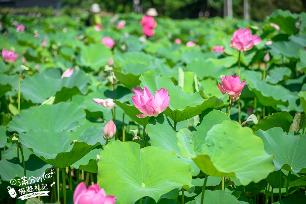 【2025桃園蓮花季】最新活動資訊.TOP5必拍蓮花地景藝術,夢幻蓮花田超震撼!
