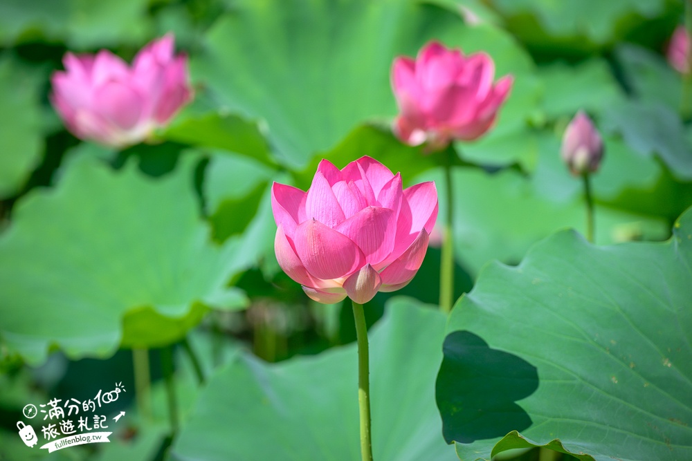 【2025桃園蓮花季】最新活動資訊.TOP5必拍蓮花地景藝術,夢幻蓮花田超震撼!