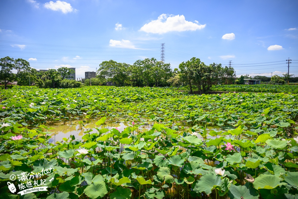 【2025桃園蓮花季】最新活動資訊.TOP5必拍蓮花地景藝術,夢幻蓮花田超震撼!