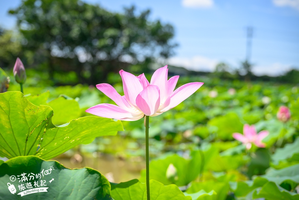 【2025桃園蓮花季】最新活動資訊.TOP5必拍蓮花地景藝術,夢幻蓮花田超震撼!