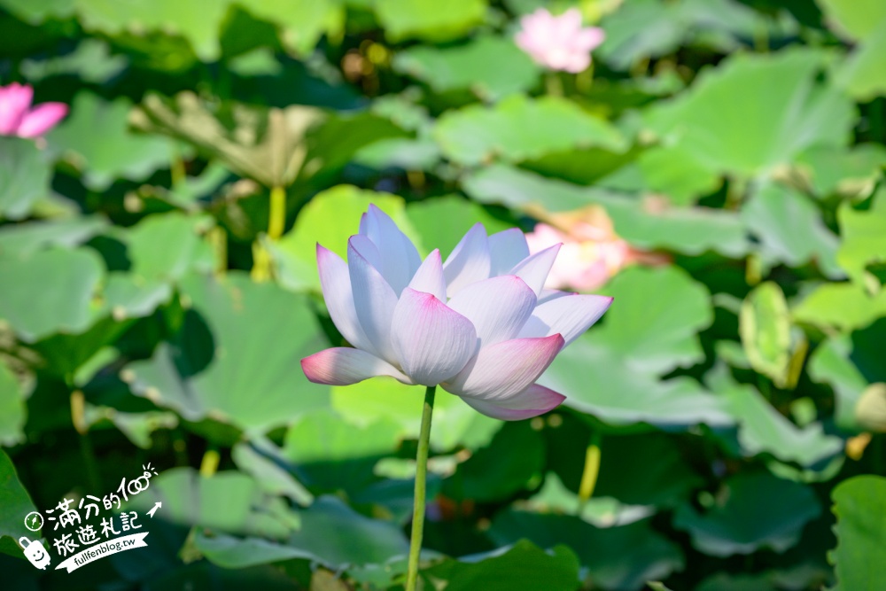 【2026桃園蓮花季】最新活動資訊.TOP5必拍蓮花地景藝術&蓮花彩繪＆蓮花池,漫步夢幻蓮花田間超療癒!