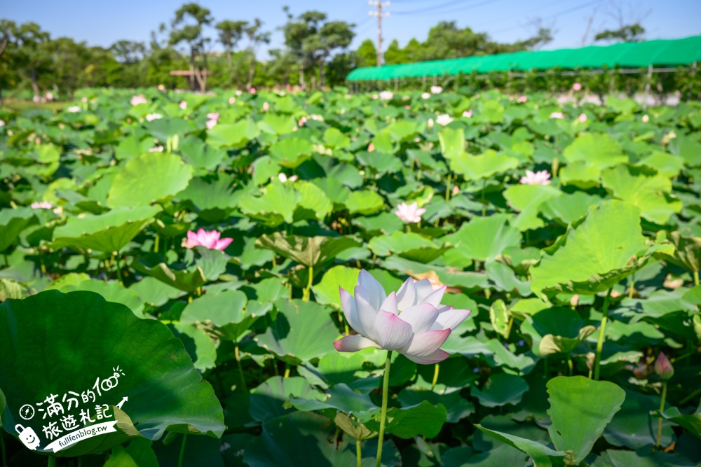 【2026桃園蓮花季】最新活動資訊.TOP5必拍蓮花地景藝術&蓮花彩繪＆蓮花池,漫步夢幻蓮花田間超療癒!