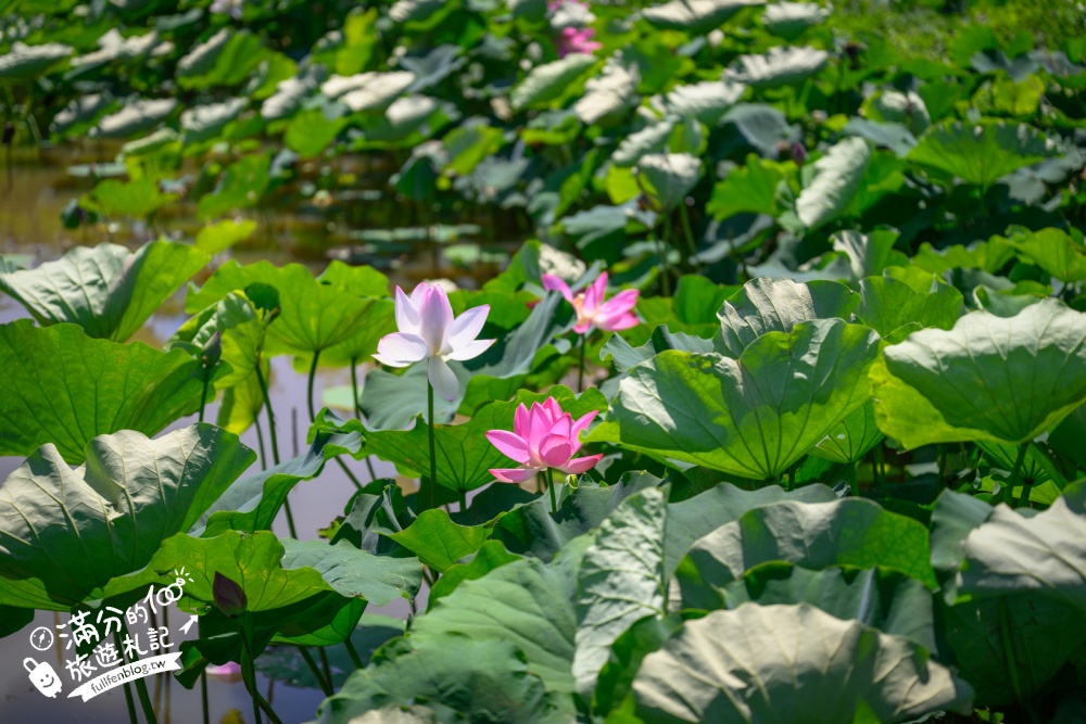 【2026桃園蓮花季】最新活動資訊.TOP5必拍蓮花地景藝術&蓮花彩繪＆蓮花池,漫步夢幻蓮花田間超療癒!