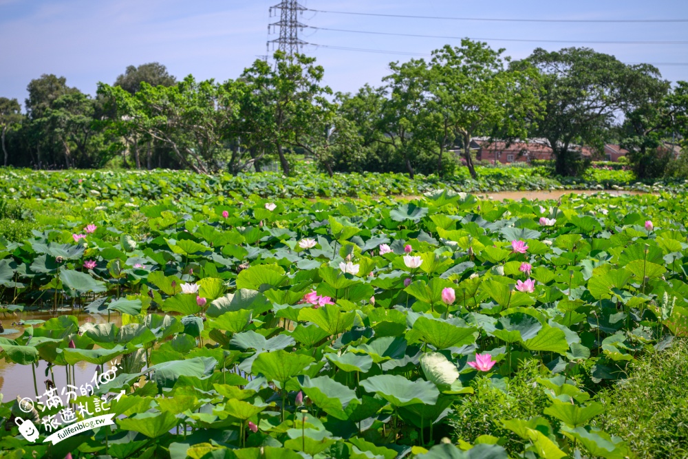 【2026桃園蓮花季】最新活動資訊.TOP5必拍蓮花地景藝術&蓮花彩繪＆蓮花池,漫步夢幻蓮花田間超療癒!