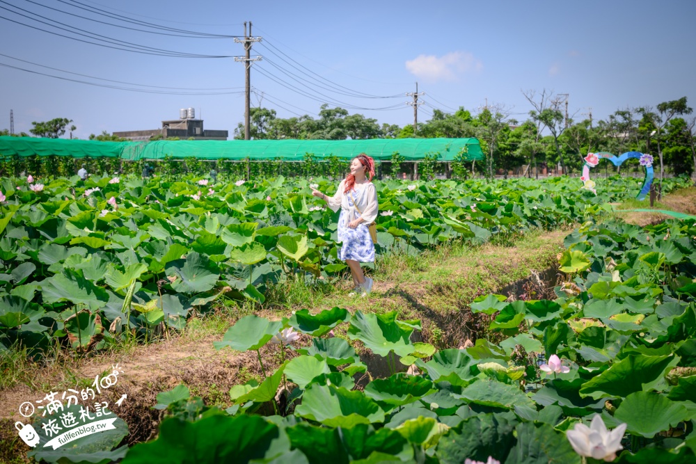 【2026桃園蓮花季】最新活動資訊.TOP5必拍蓮花地景藝術&蓮花彩繪＆蓮花池,漫步夢幻蓮花田間超療癒!