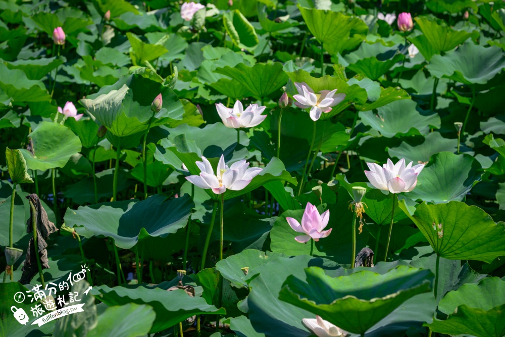 【2026桃園蓮花季】最新活動資訊.TOP5必拍蓮花地景藝術&蓮花彩繪＆蓮花池,漫步夢幻蓮花田間超療癒!