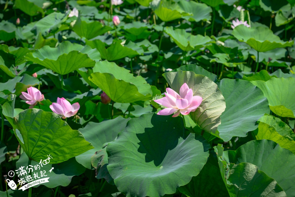 【2026桃園蓮花季】最新活動資訊.TOP5必拍蓮花地景藝術&蓮花彩繪＆蓮花池,漫步夢幻蓮花田間超療癒!