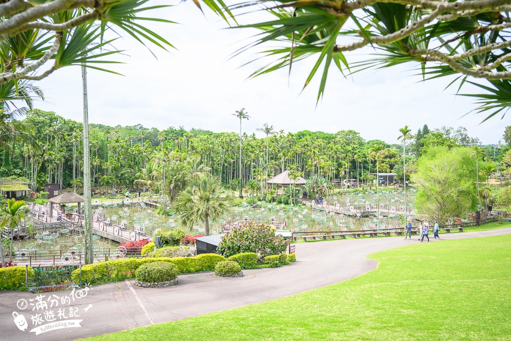 沖繩【東南植物樂園】日本第一椰樹街超震撼.遊園車體驗.餵水豚象龜和兔子趣味十足,被森林包圍的沖繩秘境!