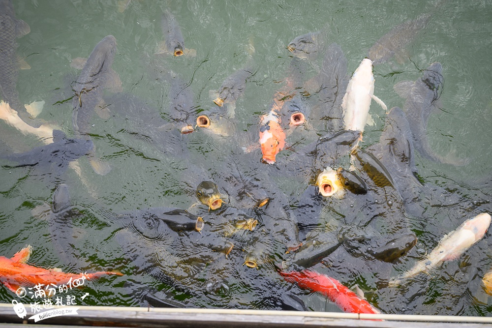 沖繩【東南植物樂園】日本第一椰樹街超震撼.遊園車體驗.餵水豚象龜和兔子趣味十足,被森林包圍的沖繩秘境!