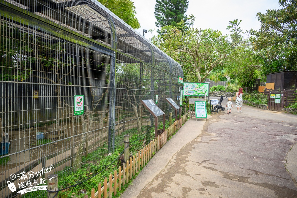 沖繩【東南植物樂園】日本第一椰樹街超震撼.遊園車體驗.餵水豚象龜和兔子趣味十足,被森林包圍的沖繩秘境!