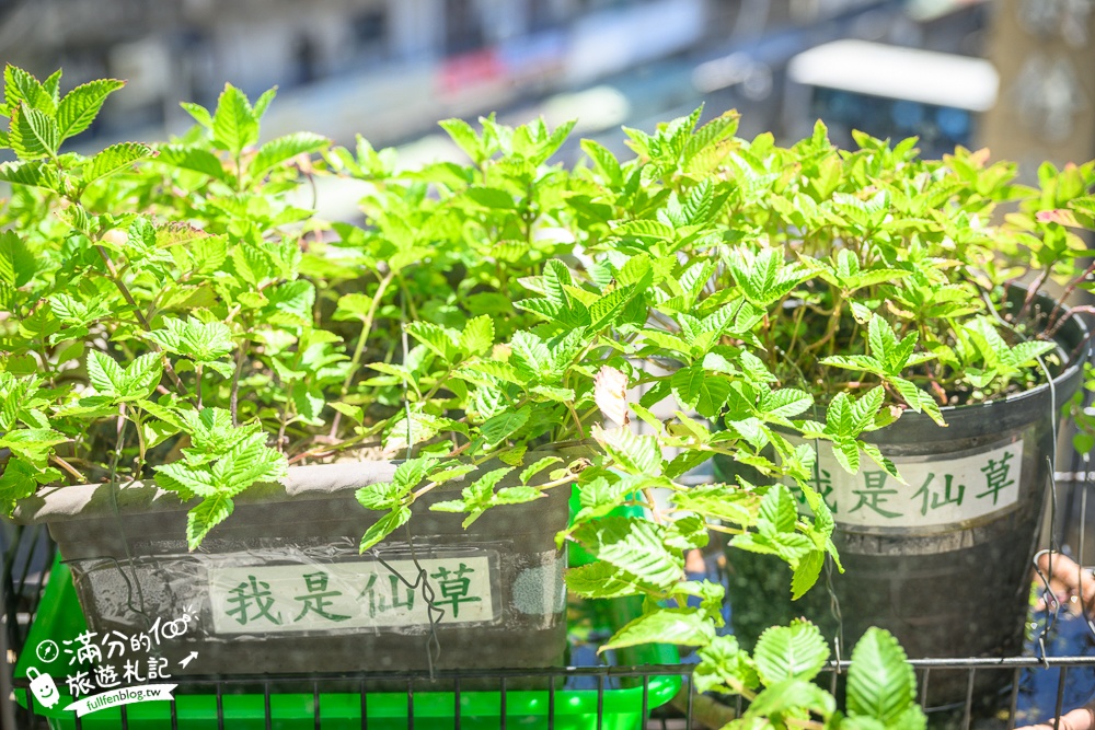 【關西仙草巷】新竹關西必吃美食.人氣仙草膠質丁.仙草麵&仙草飯,挑戰仙草料理饗宴!
