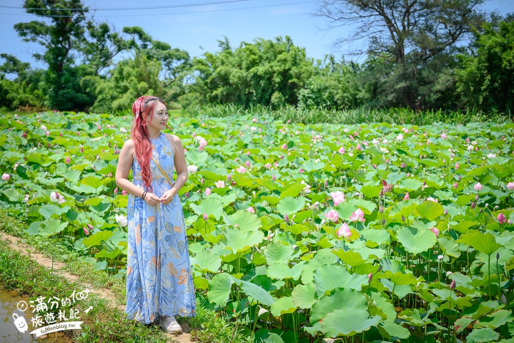 桃園【莫內的花園】觀音鄉蔬食料理庭院餐廳,蓮花田旁隱身名畫的世界,來賞蓮吃蓮逛花園!