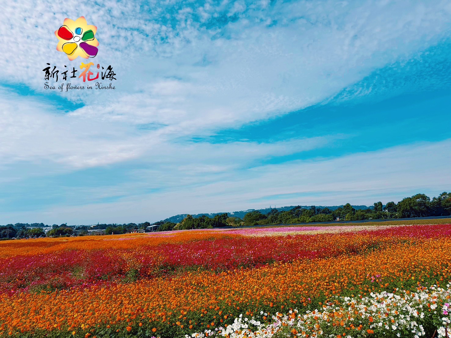 【2025新社景點一日遊】TOP15個台中新社景點推薦,森林農場.親子景點,新社人氣美食住宿推薦!