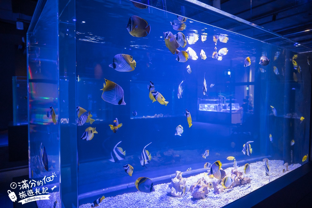 【台中海洋館】好玩嗎？TOP10個亮點帶你玩,台中海洋館沉浸式海洋體驗,最新玩樂攻略＆常見問題!